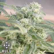 kulu Seeds Skunk Red Hair